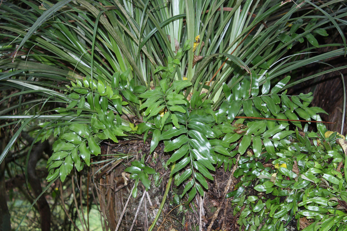 Asplenium oblongifolium (2)